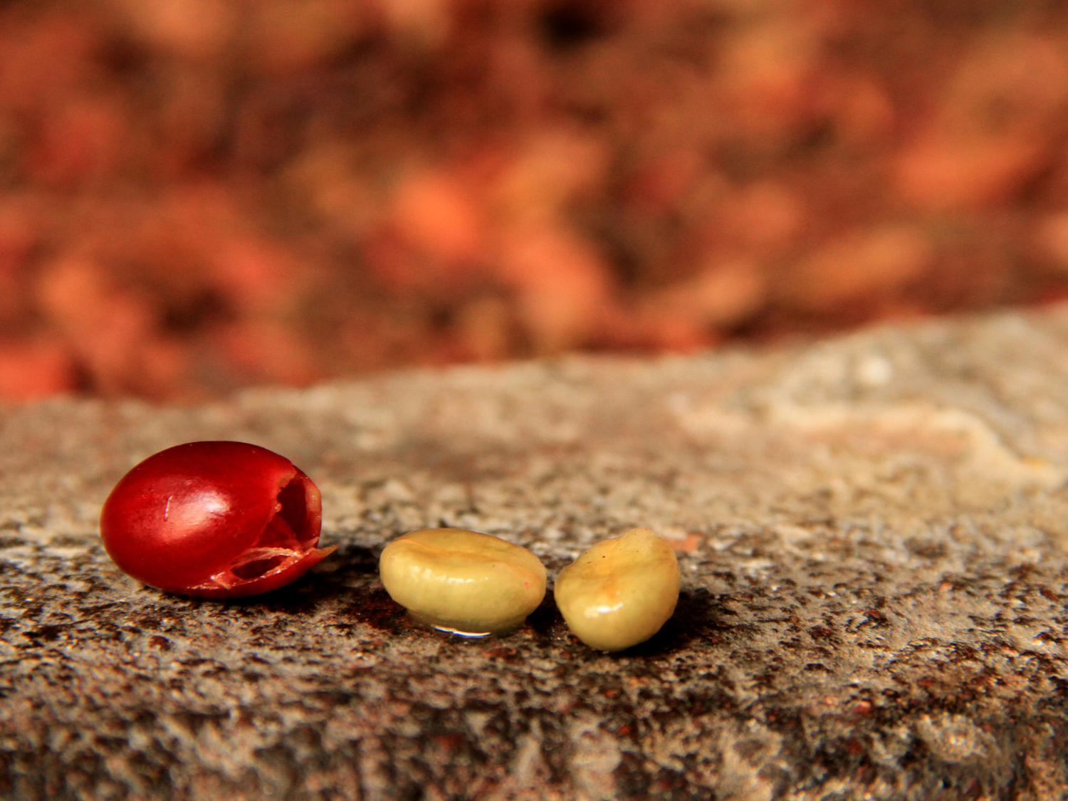 Qu'est-ce que le Café Anaérobique? Découvrez Le Brésilien de Bela Vista, Brésil
